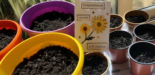A sunflower congratulations for your 2.6 challenge card amongst lots of plant pots which have sunflower seeds in