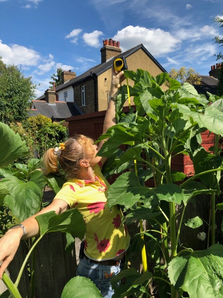 Sarah measuring how big the sunflowers are